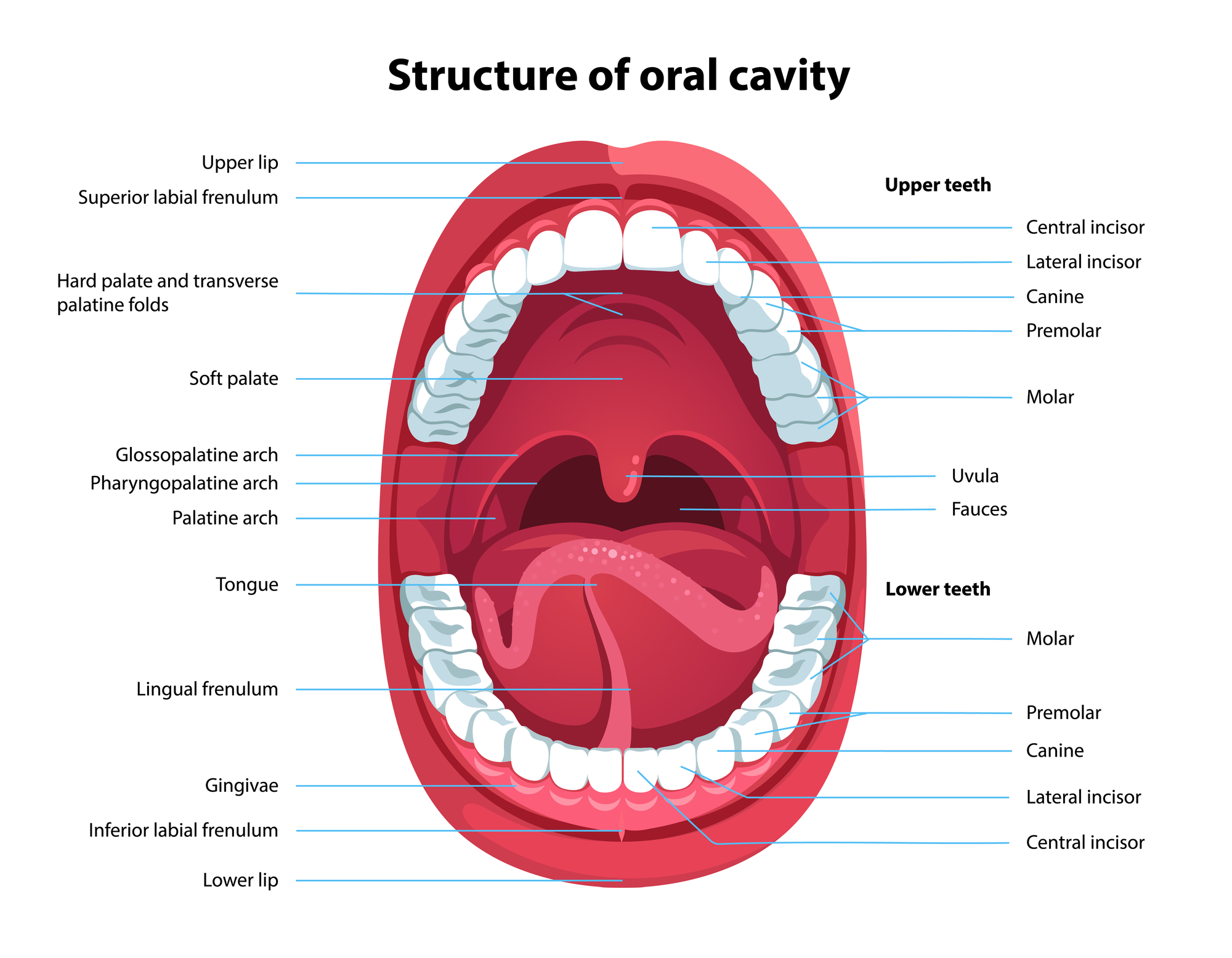 functions of the teeth